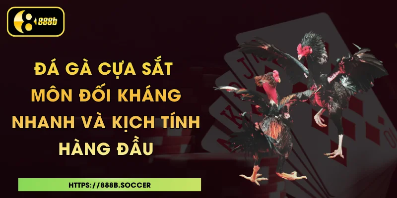 Đá Gà Cựa Sắt - Môn Đối Kháng Nhanh Và Kịch Tính Hàng Đầu