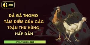 Đá Gà Thomo - Tâm Điểm Của Các Trận Thư Hùng Hấp Dẫn