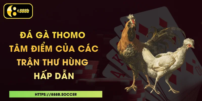 Đá Gà Thomo - Tâm Điểm Của Các Trận Thư Hùng Hấp Dẫn