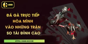 Đá Gà Trực Tiếp - Hòa Mình Vào Những Trận So Tài Đỉnh Cao