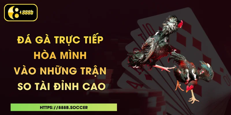 Đá Gà Trực Tiếp - Hòa Mình Vào Những Trận So Tài Đỉnh Cao