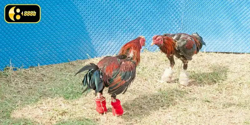 Tìm hiểu về đá gà cựa sắt